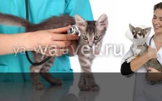 Ветеринарные болезни кошек