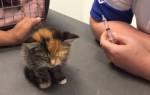 Кальцивироз у кошек лечение в домашних условиях