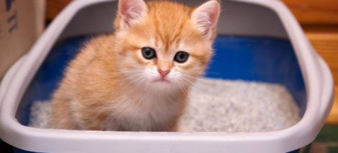 У кошки в моче кровь чем лечить