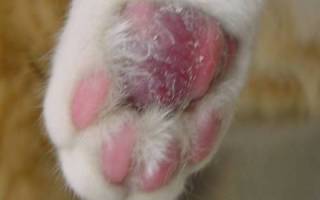 Пододерматит у кошек на лапах лечение