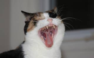 Лечение зубного камня у кошек