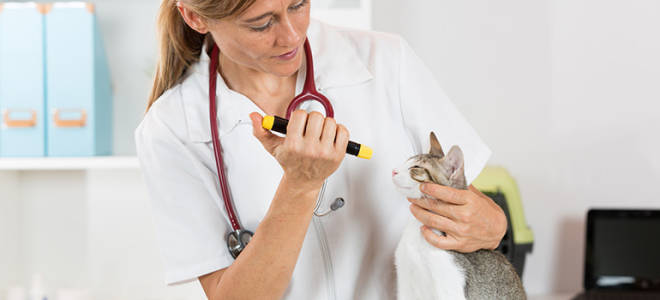 Неврологические болезни кошек