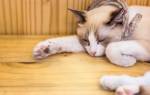 Лечение ушибов лап у кошек
