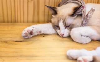 Парвовирусная инфекция у кошек лечение