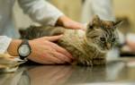 Паралич у кошек симптомы и лечение