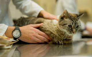 Паралич у кошек симптомы и лечение