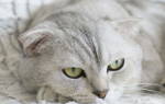 Ларингит у кошек симптомы и лечение
