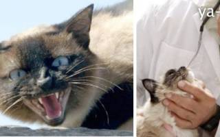 Кот кашляет болезнь