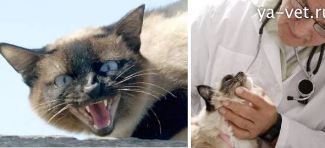 Кот кашляет болезнь