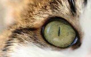 От ушиба красные глаза у кошек лечение