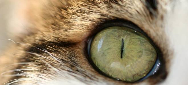 Кошка повредила глаз как лечить