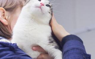 Гранулема губы у кошек лечение
