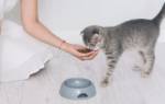 Как заставить кошку есть после болезни