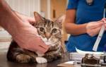 Диабет у котов симптомы и лечение