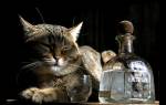 Лечение кошек водкой дозировка