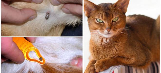 Если кота укусил клещ симптомы и лечение