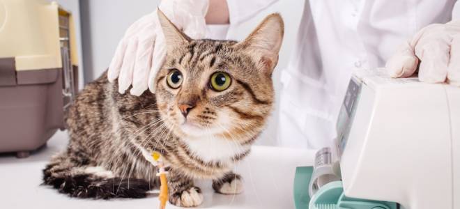 Лечение кошек водкой