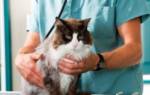 Выпадение кишки у кошки лечение