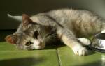 Панкреатит у кошек симптомы и лечение