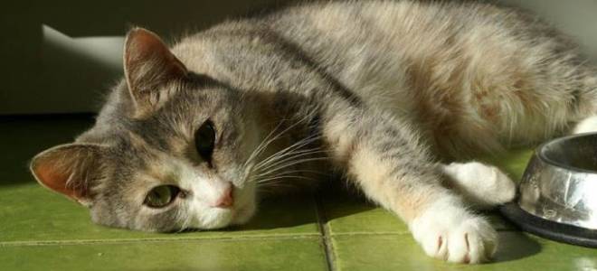 Поджелудочная железа у кота симптомы и лечение