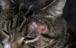 Грибок кожи у кошки чем лечить