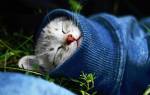Лечение хронического насморка у кошек