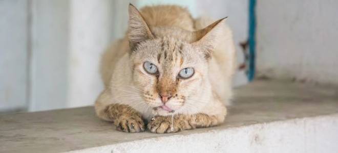 Слюни у кота лечить