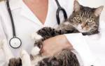 Лечение гипотиреоза у кошек