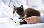 Инфекционная анемия кошек симптомы и лечение