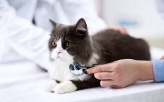 Железодефицитная анемия у кошек лечение