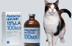 Антибиотики для лечения кошек