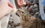 Симптомы болезни зубов у кошек