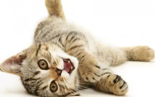 Судороги у кошки причины и лечение