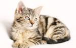 Дуоденит у кошки лечение