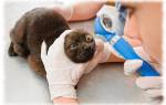 Глаукома у кошек симптомы и лечение