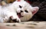 Ленточные глисты у кошек лечение