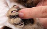 Чем лечить раны от когтей кошки