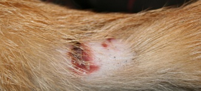 Язвы на хвосте у кота причины лечение