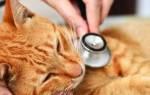 Как лечить ангину у кота