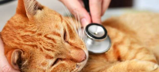 Как лечить ангину у кота