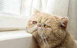 Микоплазмоз у кошек симптомы и лечение