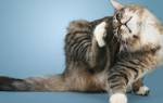 Чем лечить уши кошке в домашних условиях