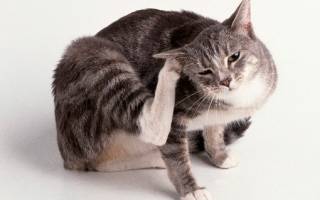 Нотоэдроз у кошек лечение препараты эффективные