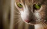 Глистная инвазия у кота симптомы и лечение