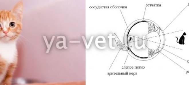 Как лечить если у кошки белеют глаза
