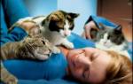Лечение кошками детей