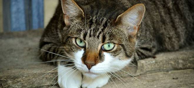 Лечение корост у кошек