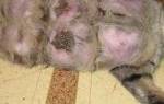 Мастит у кошки после отнятия котят лечение