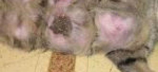 Мастит у кошки после отнятия котят лечение