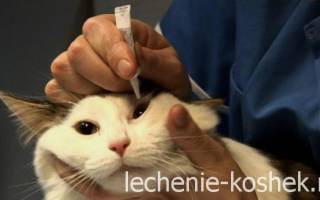 Хламидиоз у кошек схема лечения